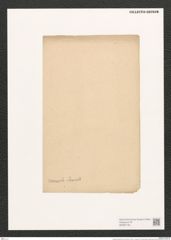 Navicula venusta Pant. (de-Toni-Nr.: Genus 1, Species 331) Zeichnungen Sammlung Grunow (NHMW-BOT-W0367155)